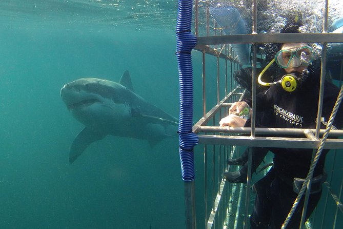 oahu shark cage