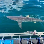 Experience Oahu Shark Cage: Explore Hawaii's Clear Waters for a Unique Shark Viewing