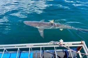 Experience Oahu Shark Cage: Explore Hawaii's Clear Waters for a Unique Shark Viewing