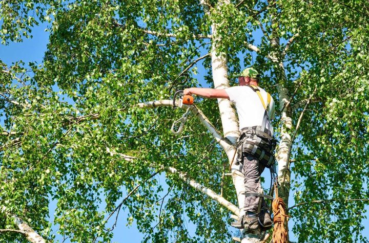 The Role of a Tree Care Company in Tree Cutting and Removal Services