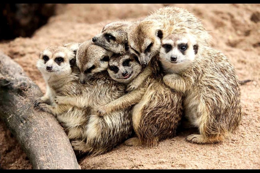 Effective Humane Wildlife Animal Control Solutions for Urban Areas