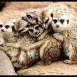 Effective Humane Wildlife Animal Control Solutions for Urban Areas