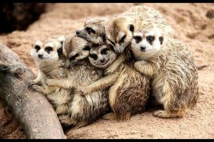 Effective Humane Wildlife Animal Control Solutions for Urban Areas