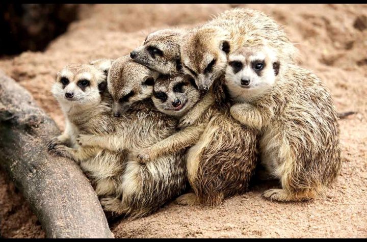 Effective Humane Wildlife Animal Control Solutions for Urban Areas