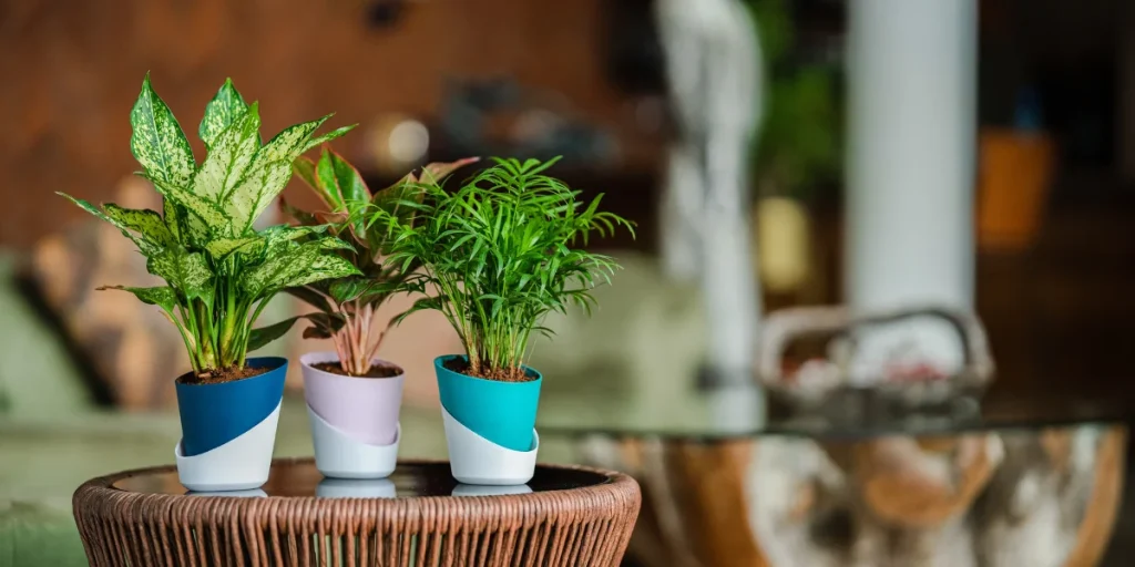 Choosing The Perfect Planter Pots for Indoor Plants